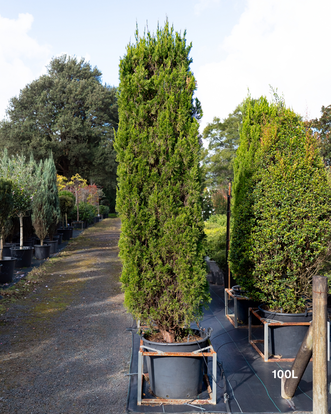 Cupressus torulosa – Bhutan Cypress
