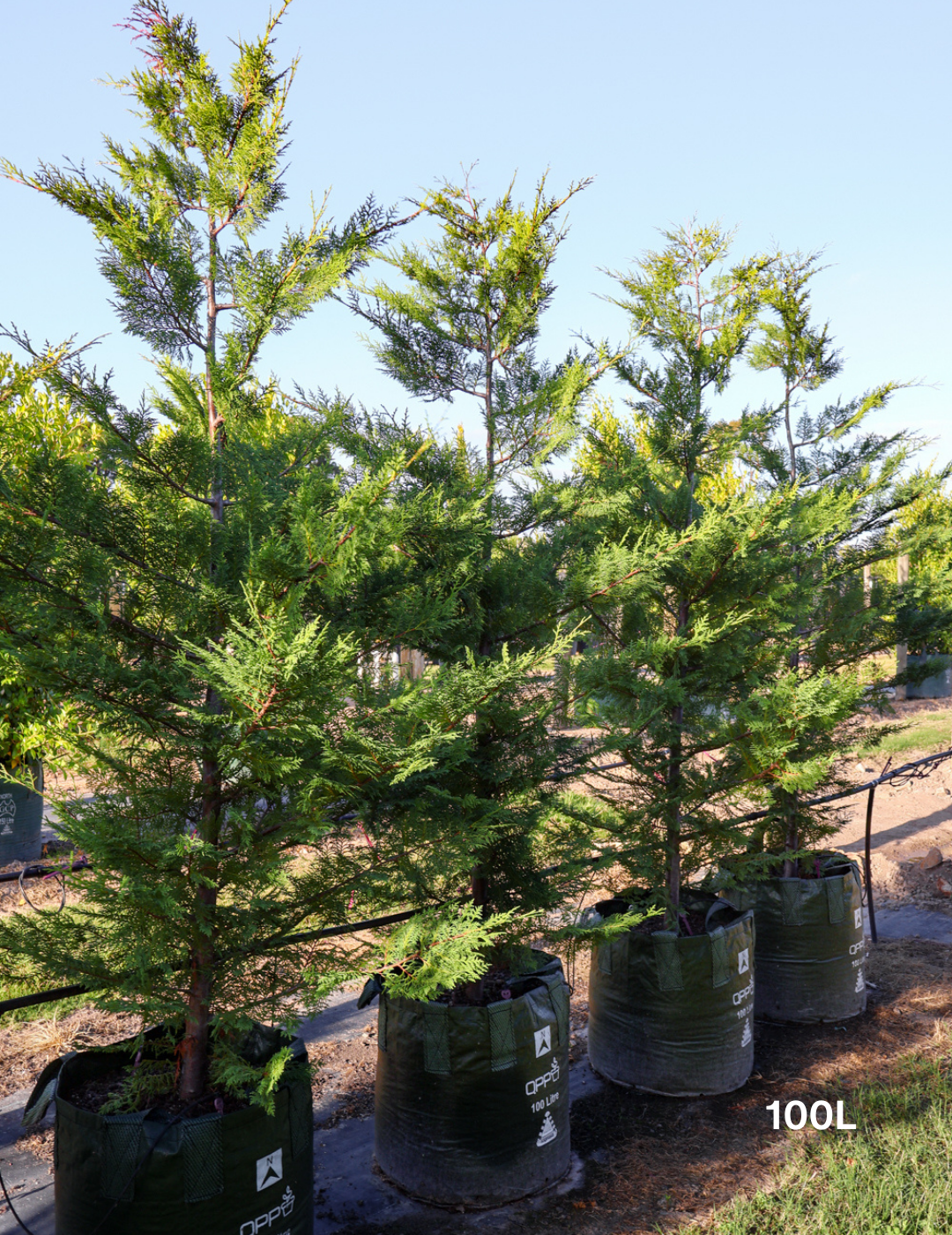 The Best Feature Trees for Small Areas - Evergreen Trees Direct