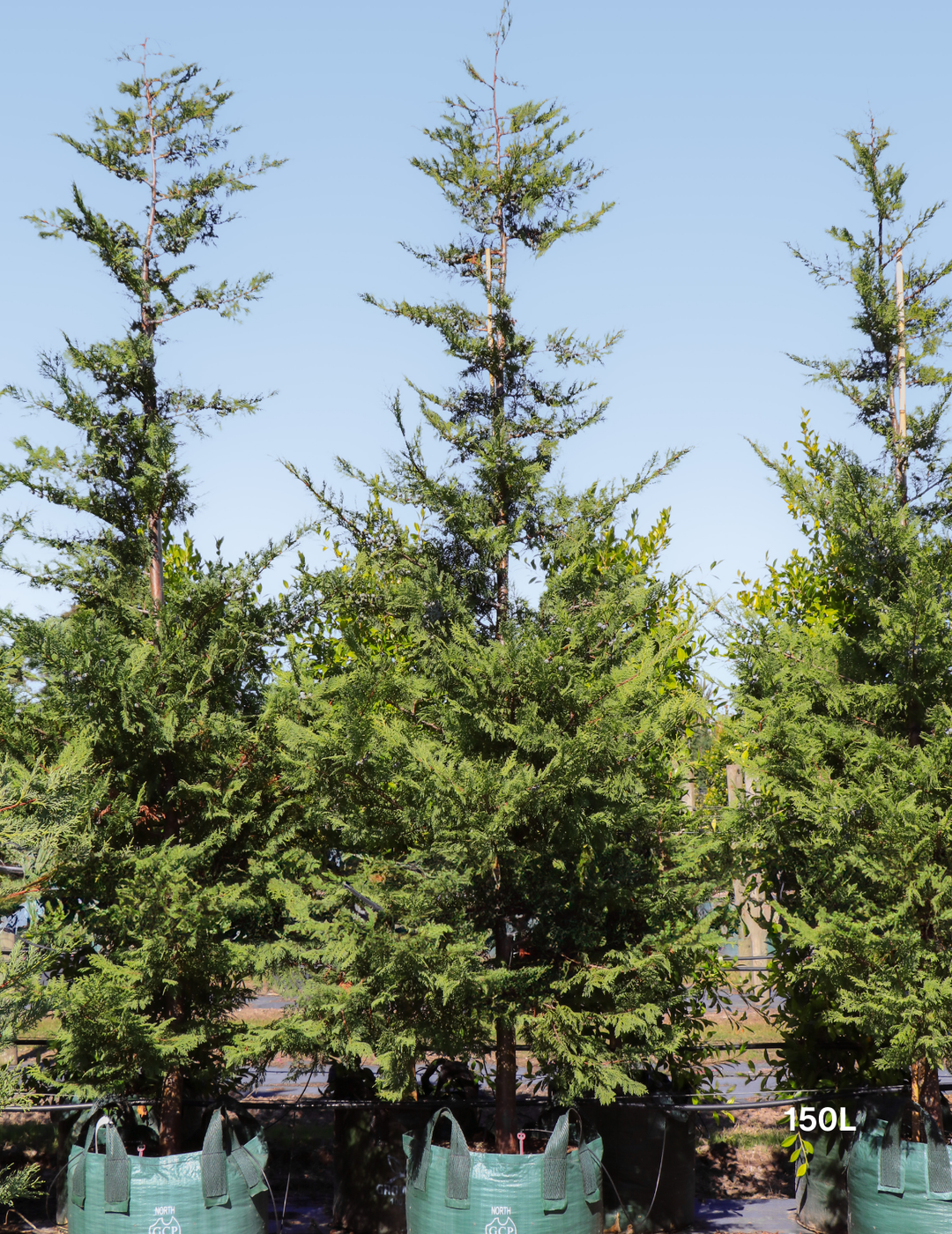 Cupressus leylandii 'Better Green'