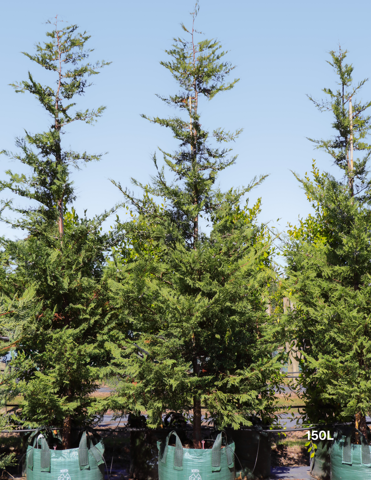 Cupressus leylandii 'Better Green' - Evergreen Trees Direct