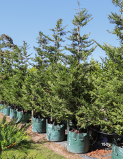 Cupressus leylandii 'Better Green' - Evergreen Trees Direct