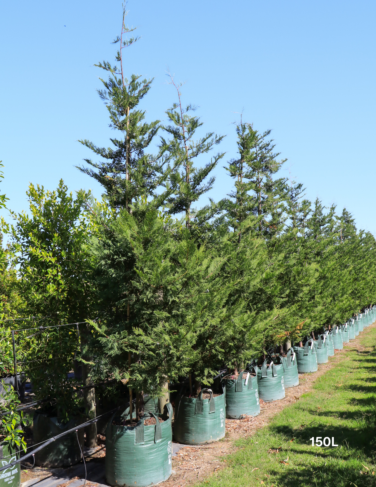 Cupressus leylandii 'Better Green' - Evergreen Trees Direct