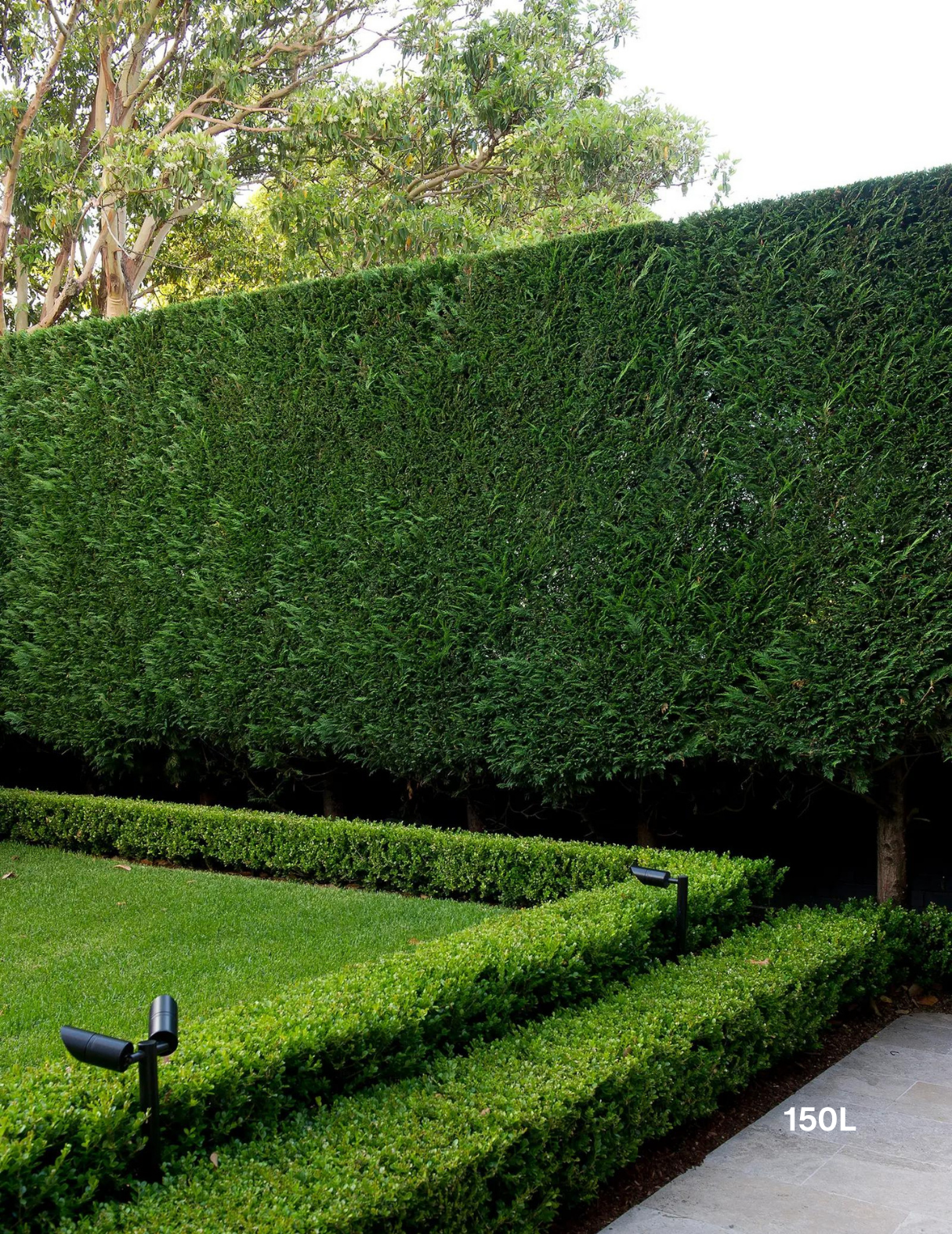 Cupressus leylandii 'Better Green' - Evergreen Trees Direct