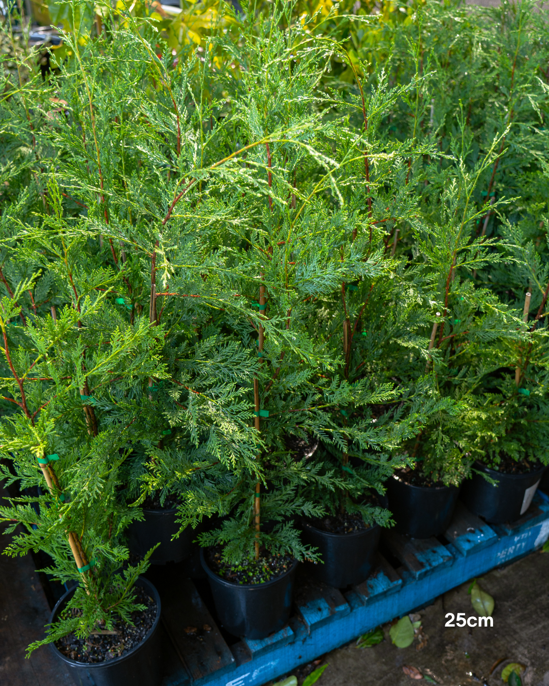 Cupressus x leylandii 'Better Green'