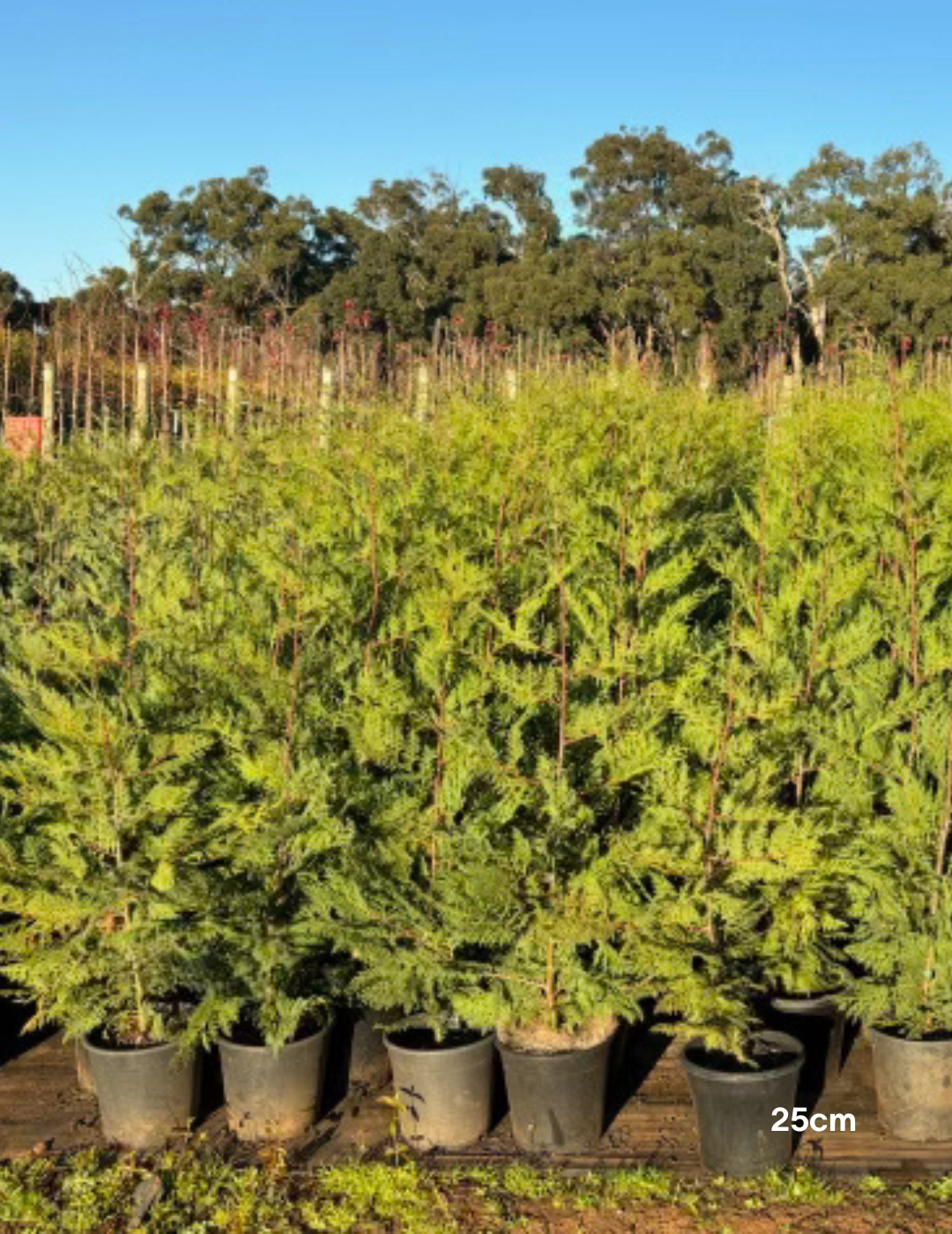 Cupressus leylandii 'Better Green' (Improved Leighton Green Variety) - Evergreen Trees Direct