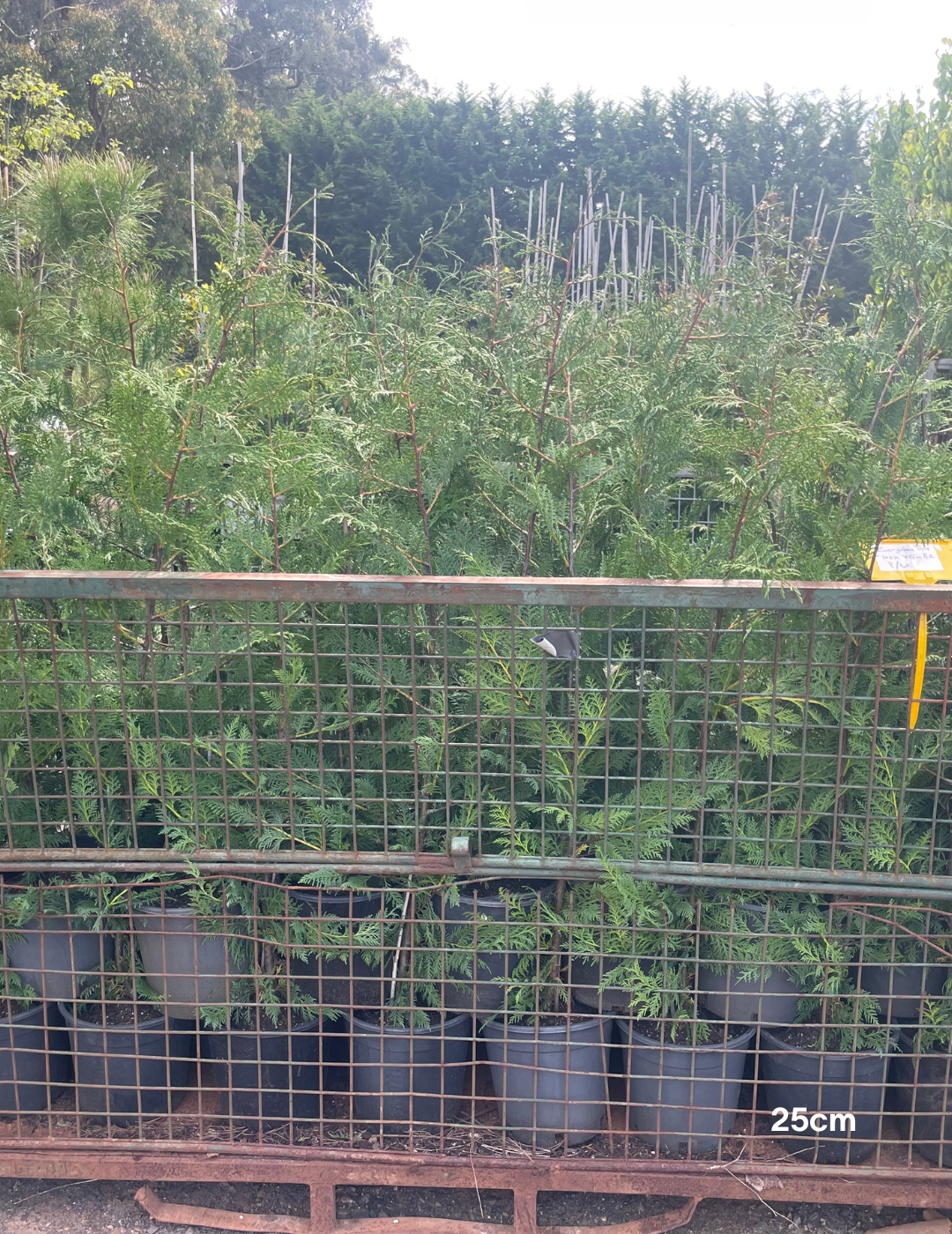 Cupressus leylandii 'Better Green' (Improved Leighton Green Variety) - Evergreen Trees Direct