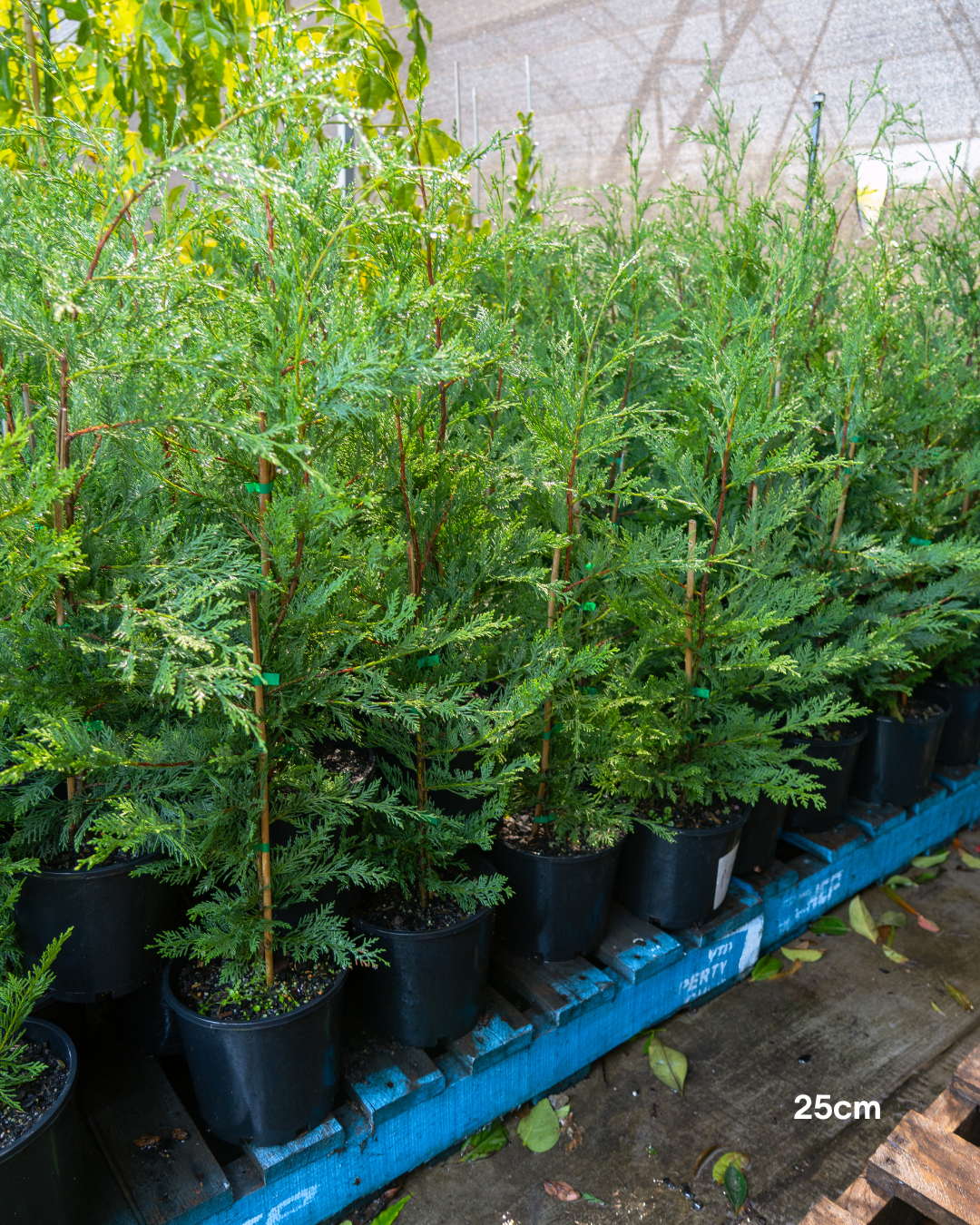 Cupressus leylandii 'Better Green'