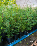 Cupressus x leylandii 'Better Green'