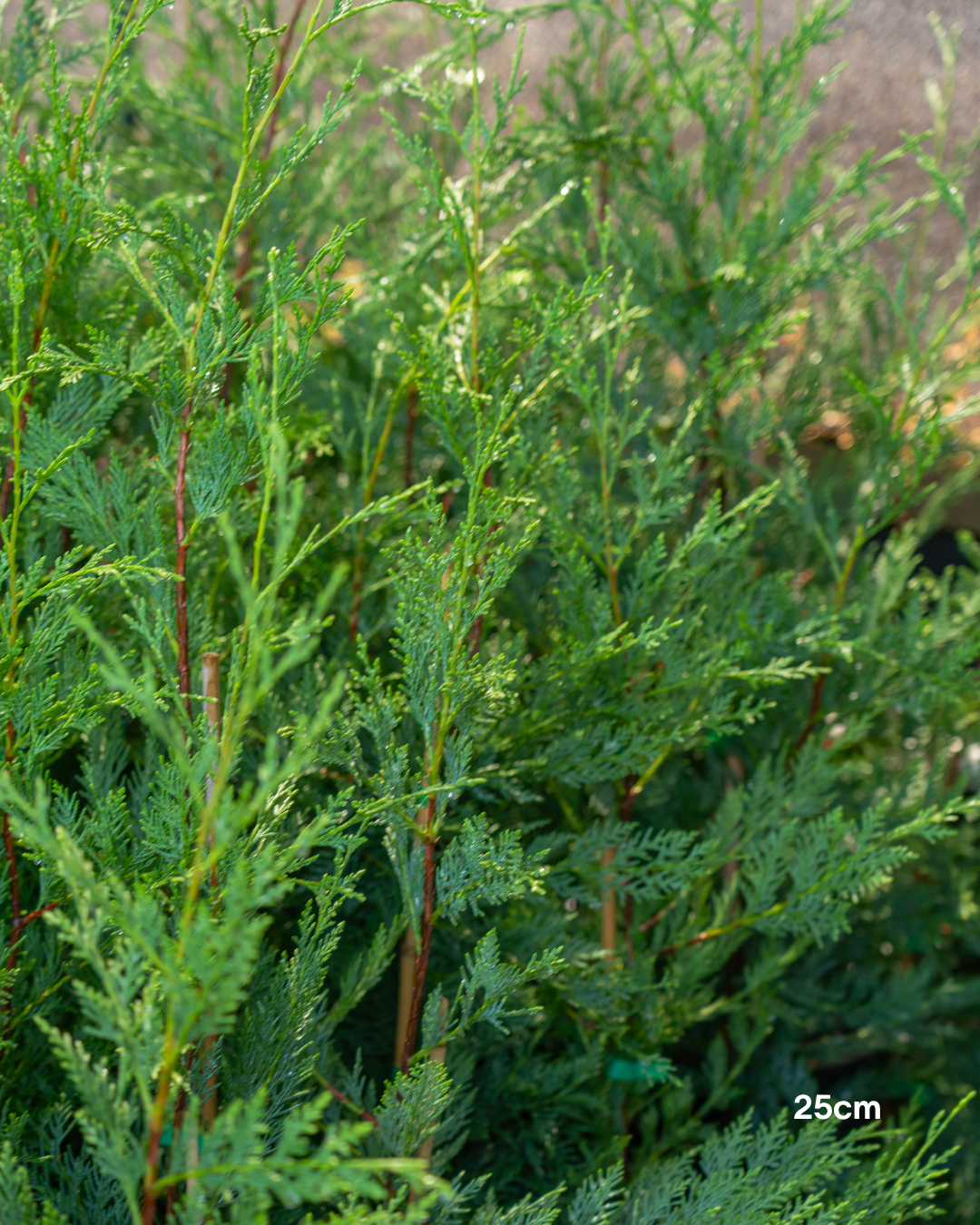 Cupressus x leylandii 'Better Green'