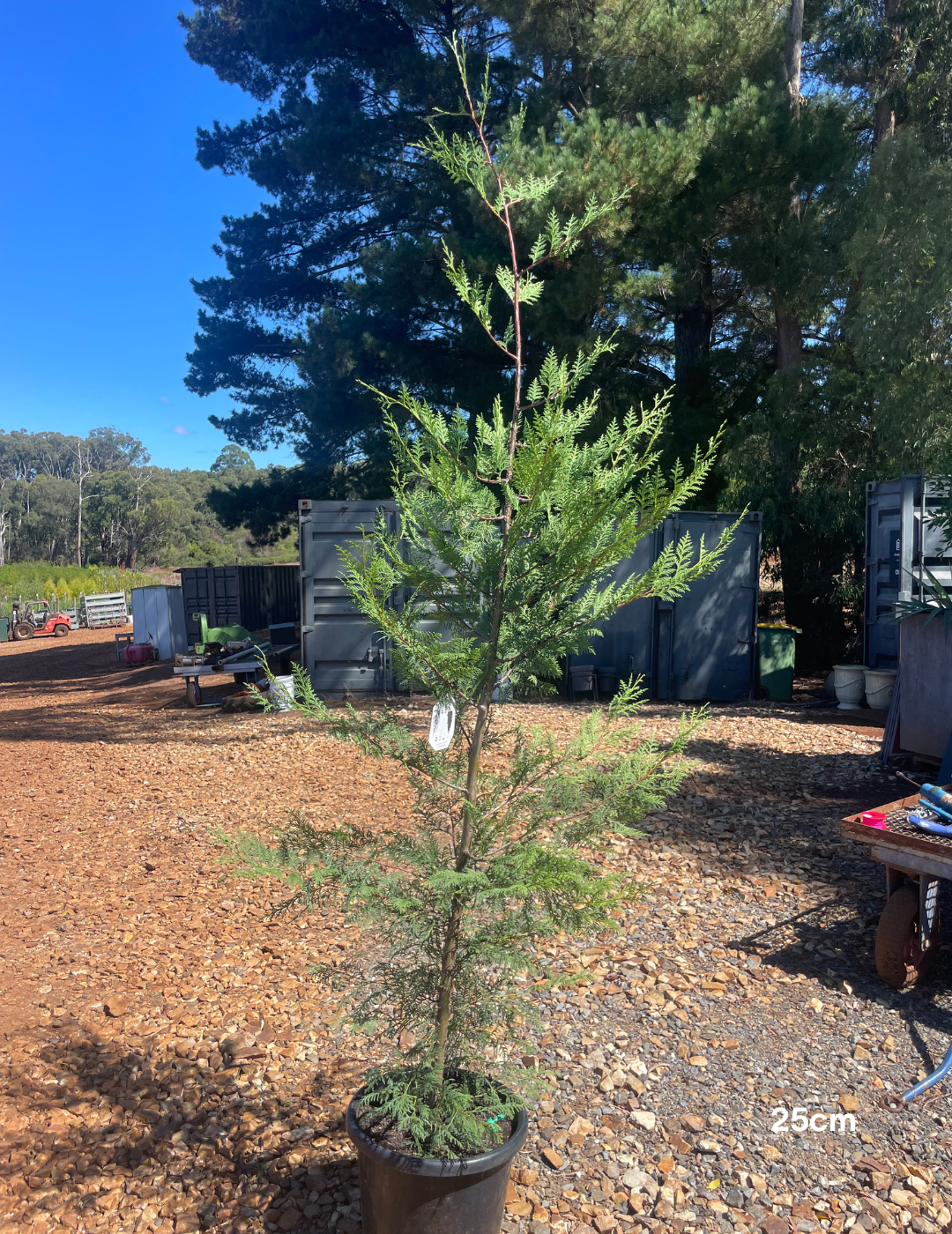 Cupressus leylandii 'Better Green' (Improved Leighton Green Variety) - Evergreen Trees Direct