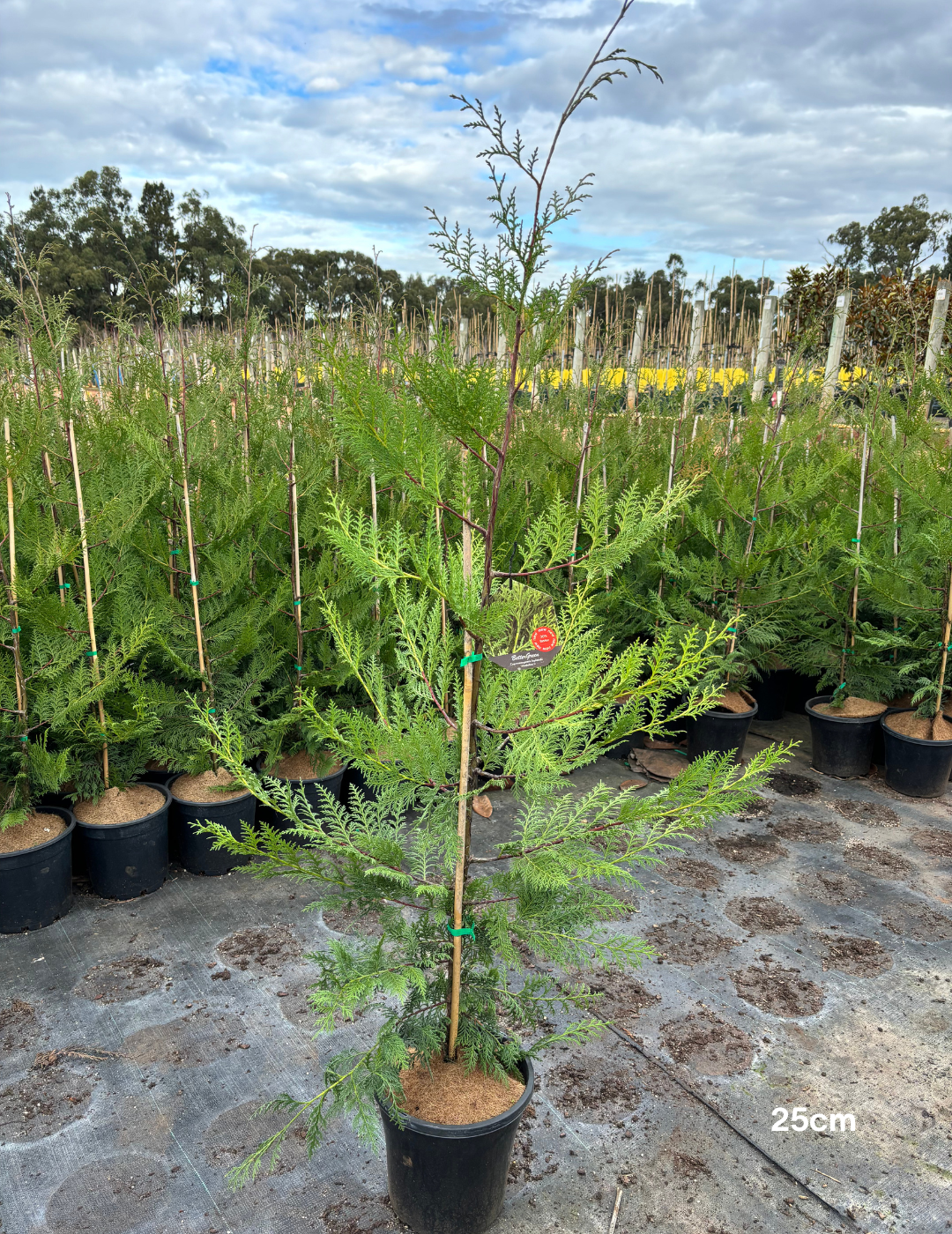 Cupressus leylandii 'Better Green' (Improved Leighton Green Variety) - Evergreen Trees Direct