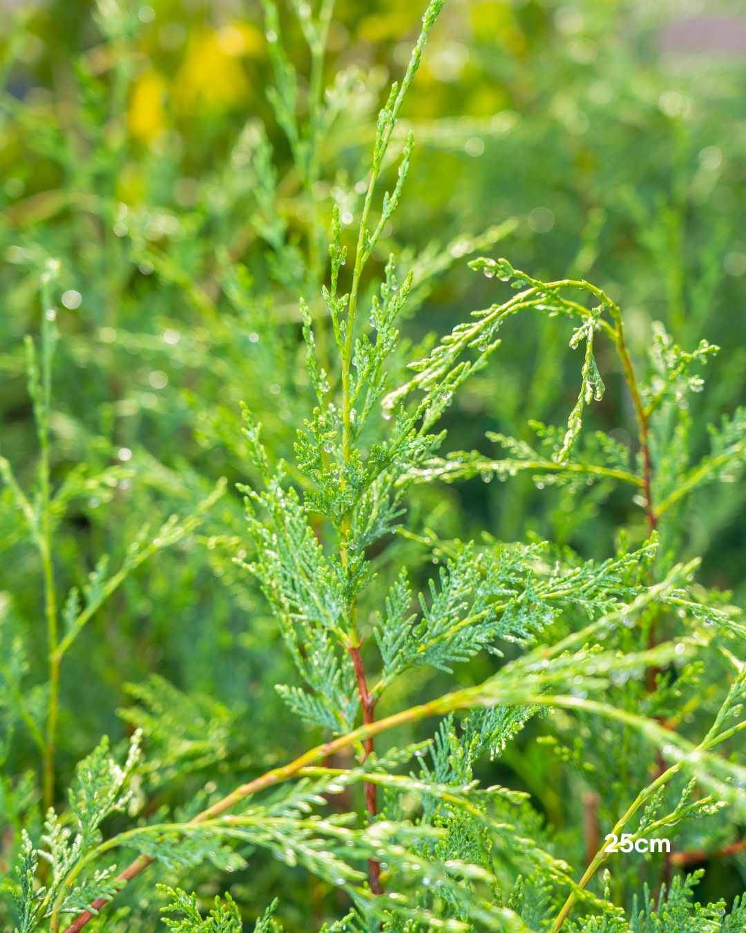 Cupressus x leylandii 'Better Green'
