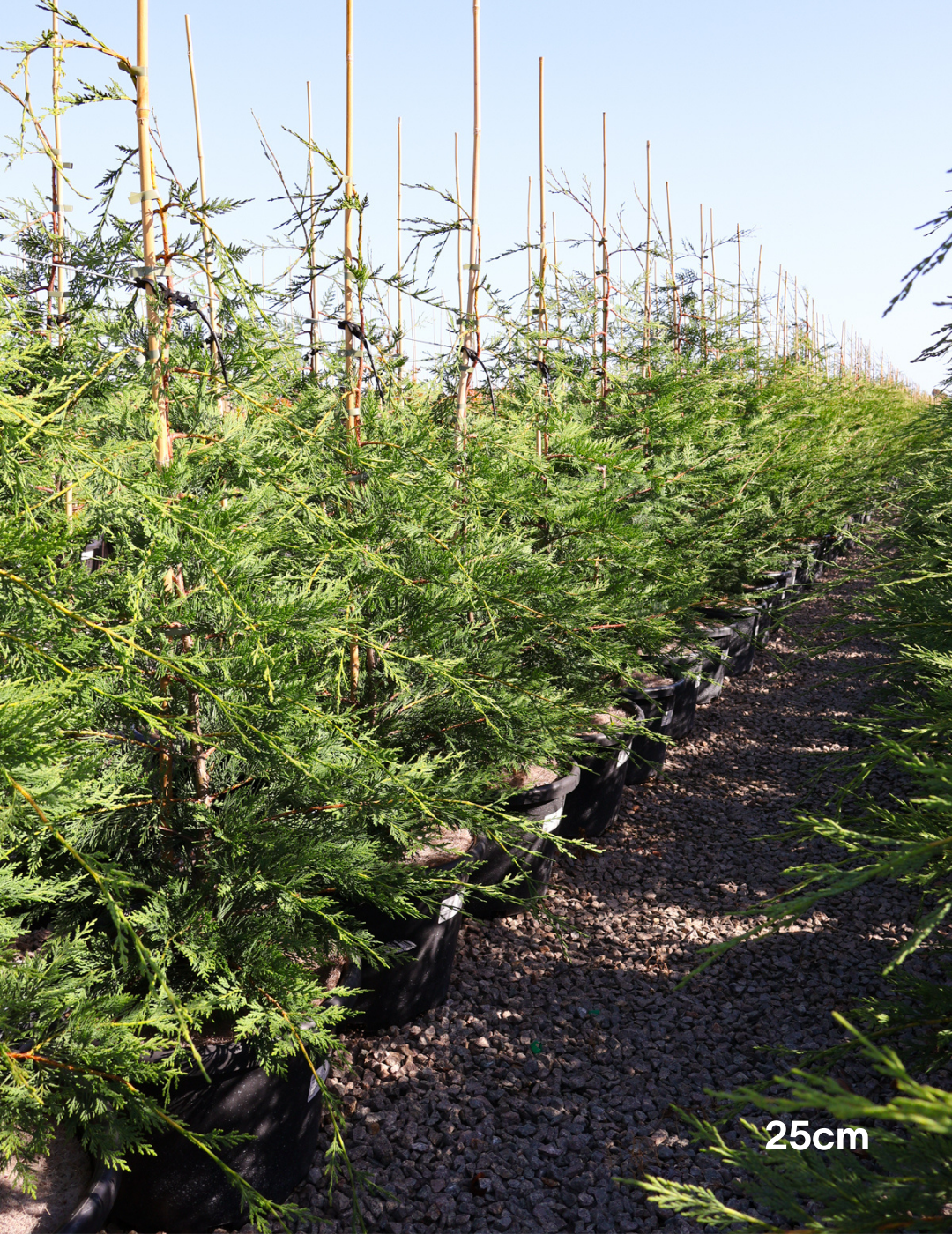 Cupressus leylandii 'Better Green'