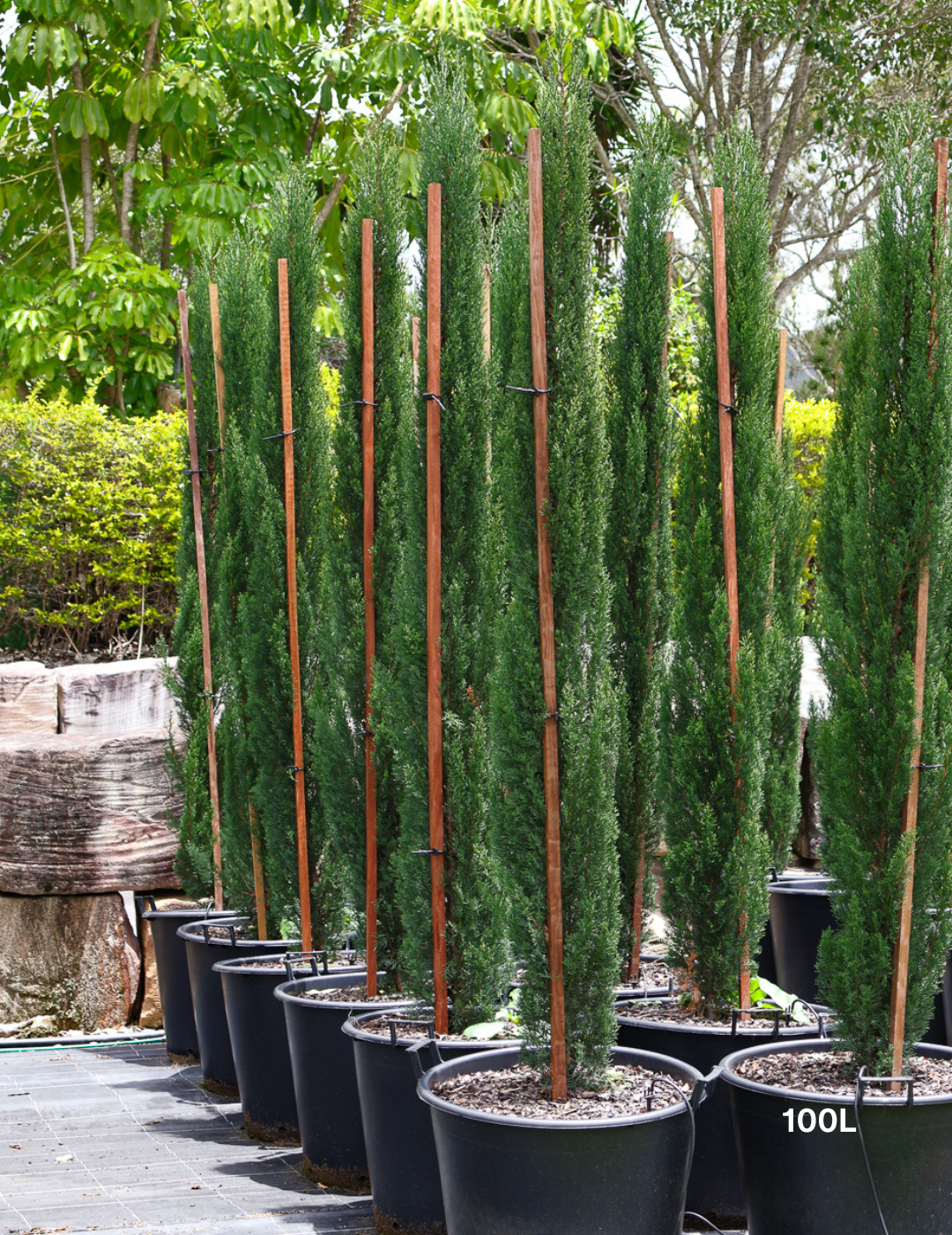 Cupressus sempervirens 'Glauca' - Pencil Pine - Evergreen Trees Direct