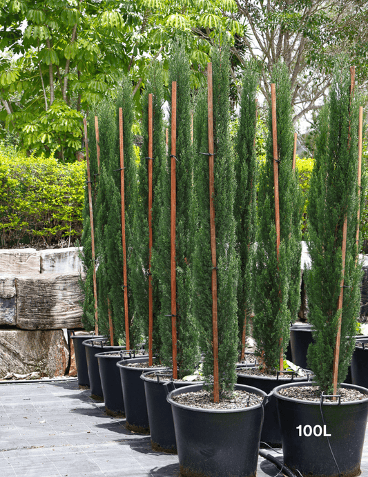 Cupressus sempervirens 'Glauca' - Italian Pencil Pine