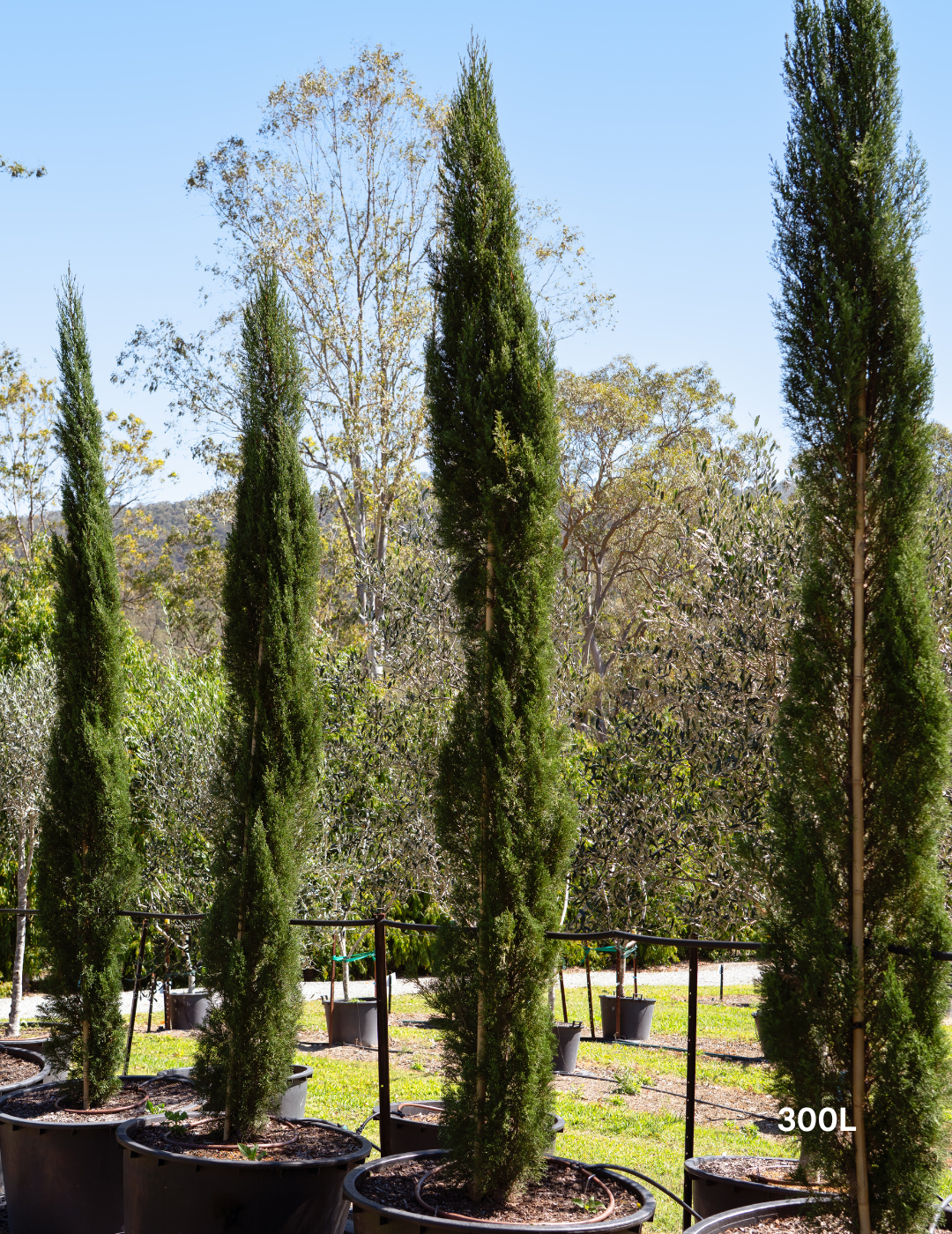 Cupressus sempervirens 'Glauca' - Pencil Pine - Evergreen Trees Direct