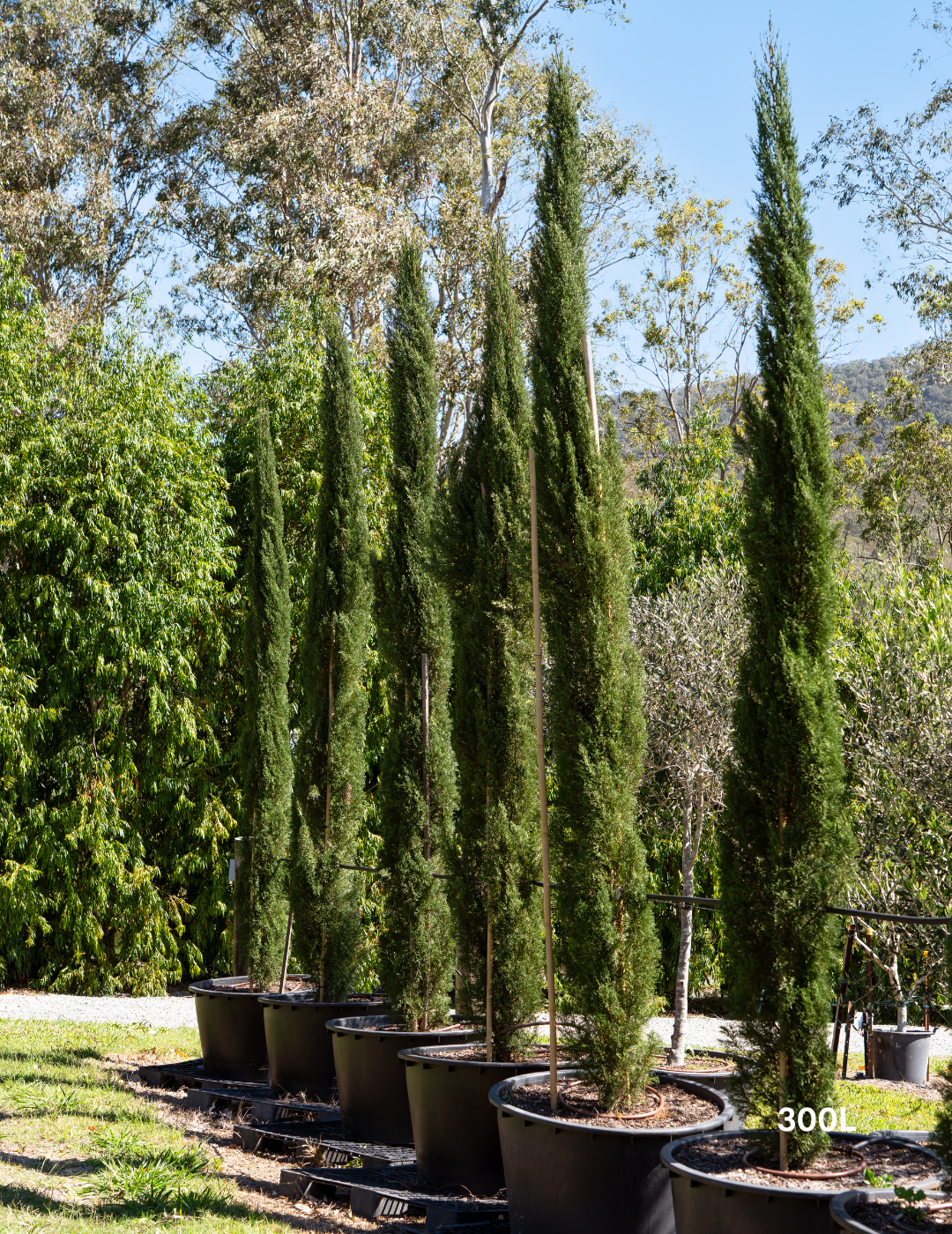 Cupressus sempervirens 'Glauca' - Pencil Pine - Evergreen Trees Direct