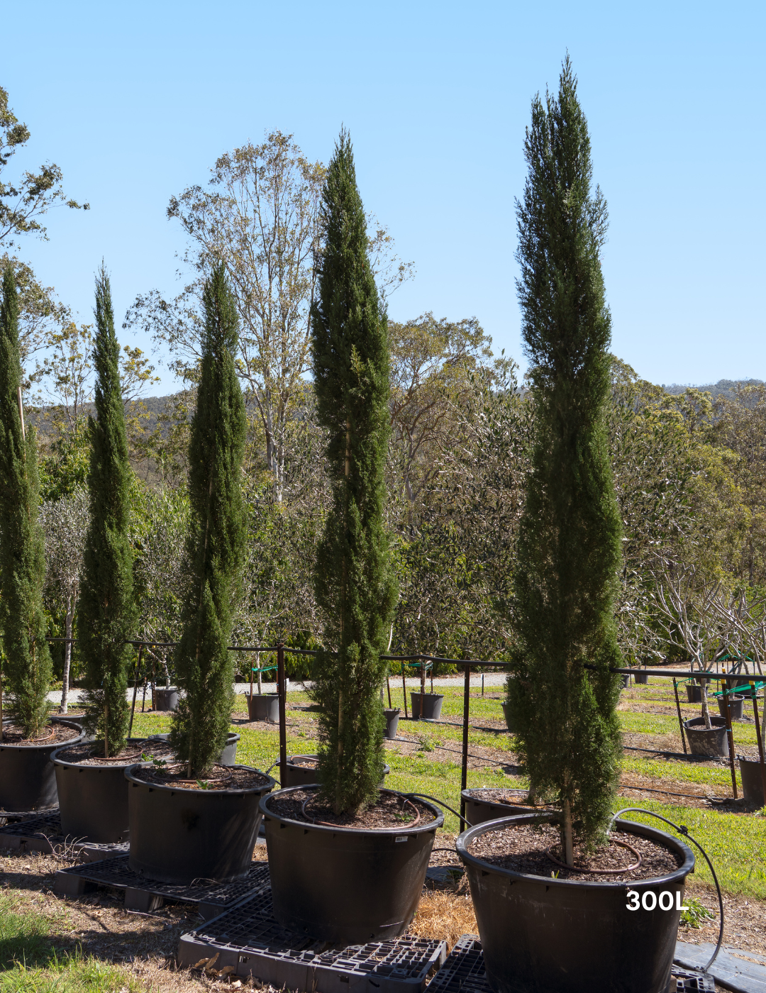 Cupressus sempervirens 'Glauca' - Pencil Pine - Evergreen Trees Direct