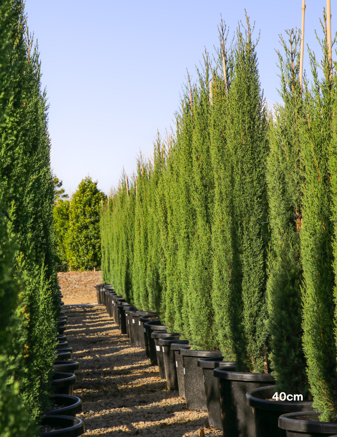 Cupressus sempervirens 'Glauca' - Pencil Pine - Evergreen Trees Direct