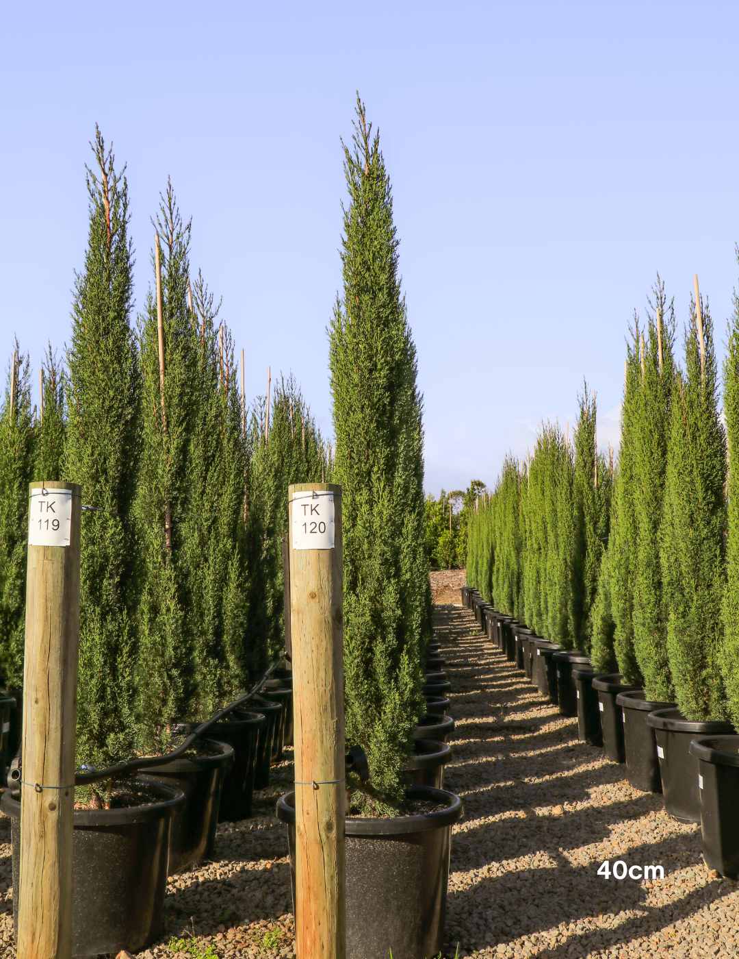 Cupressus sempervirens 'Glauca' - Pencil Pine - Evergreen Trees Direct