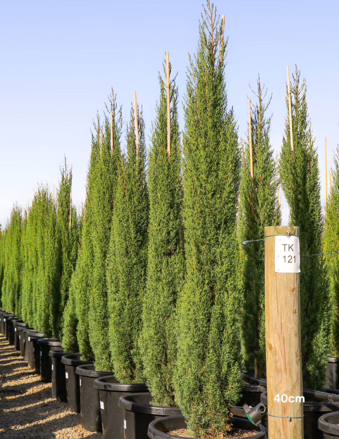 Cupressus sempervirens 'Glauca' - Pencil Pine