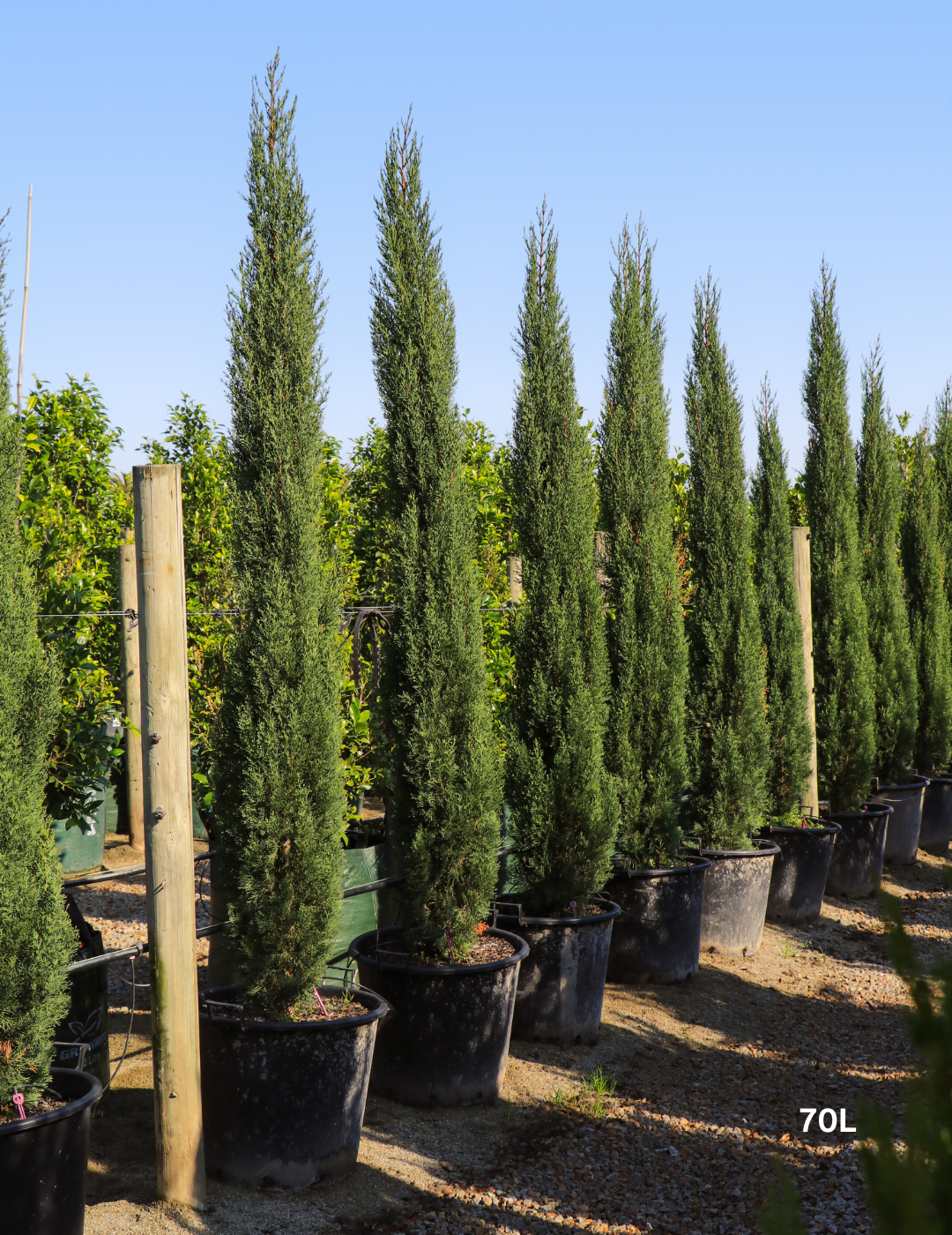 Cupressus sempervirens 'Glauca' - Pencil Pine - Evergreen Trees Direct