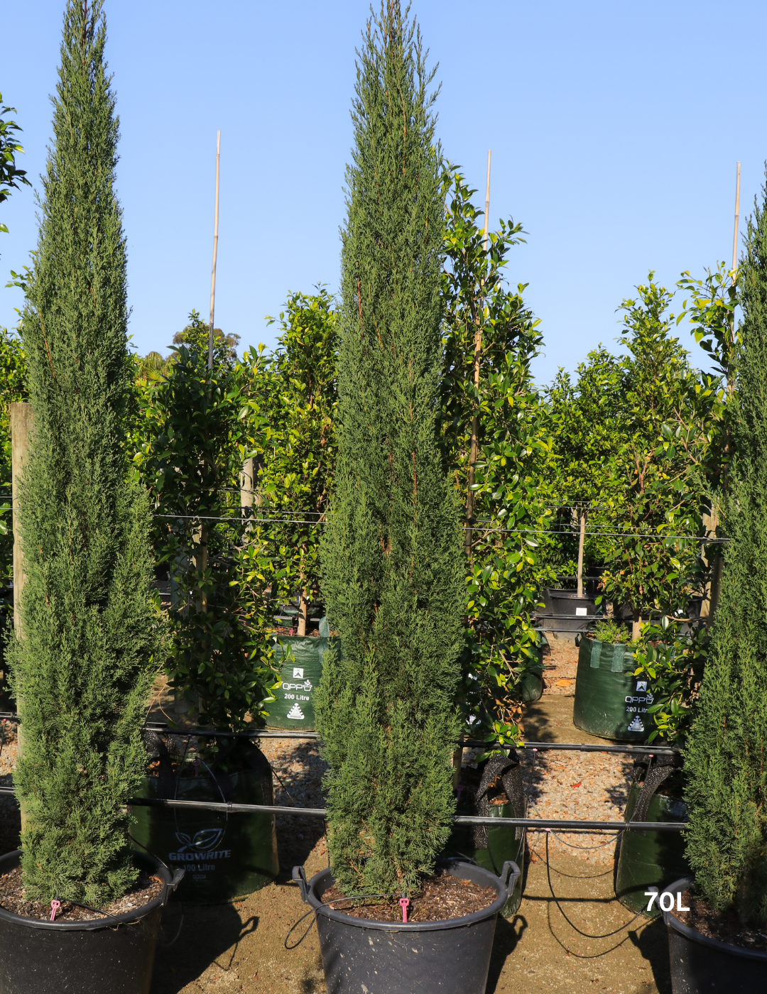 Cupressus sempervirens 'Glauca' - Pencil Pine - Evergreen Trees Direct