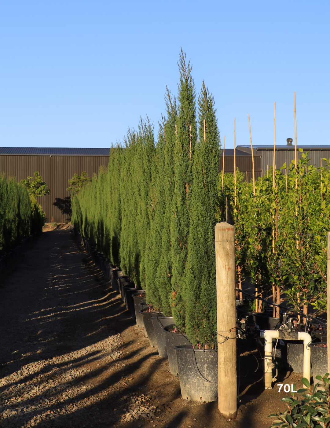 Cupressus sempervirens 'Glauca' - Pencil Pine - Evergreen Trees Direct