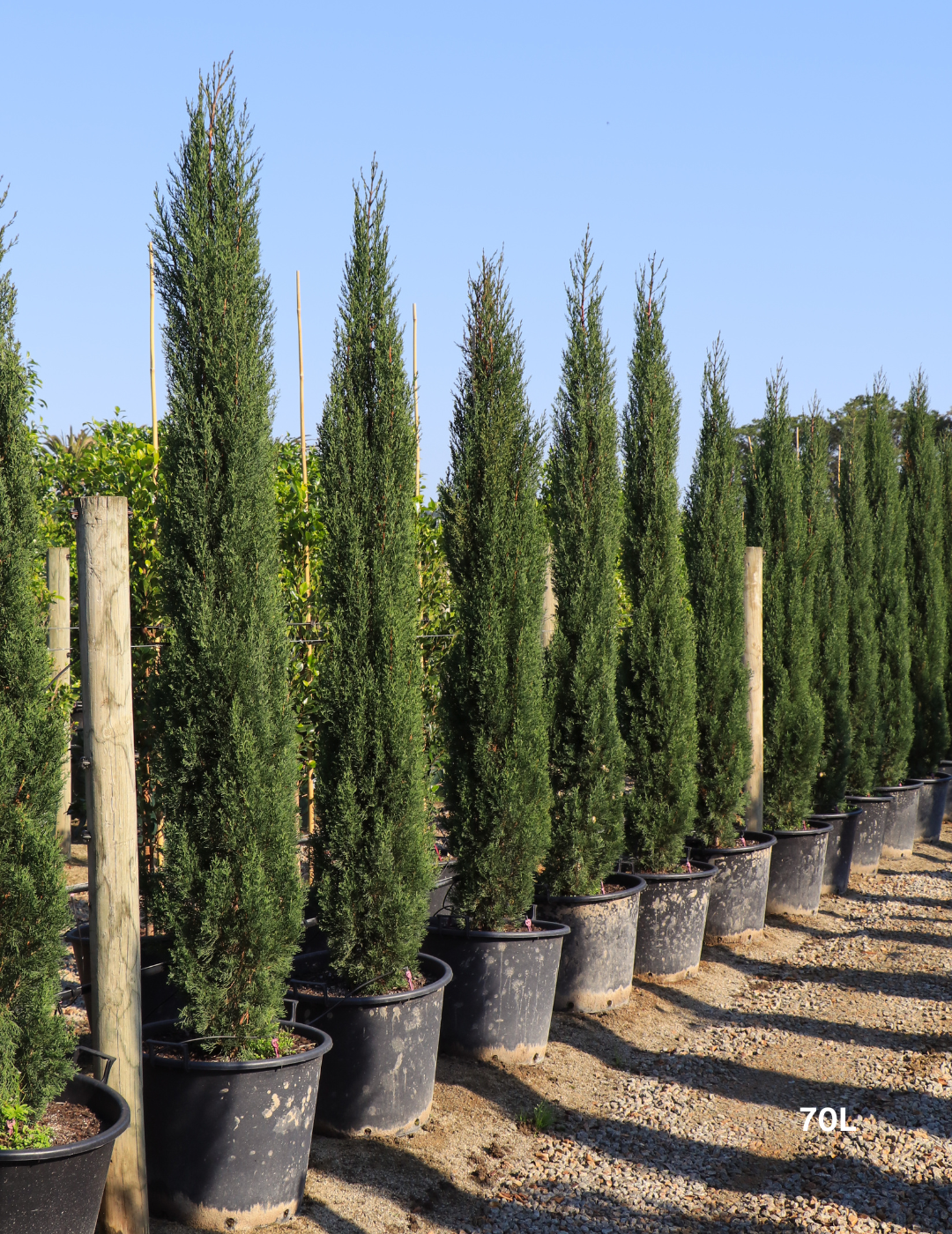 Cupressus sempervirens 'Glauca' - Pencil Pine - Evergreen Trees Direct