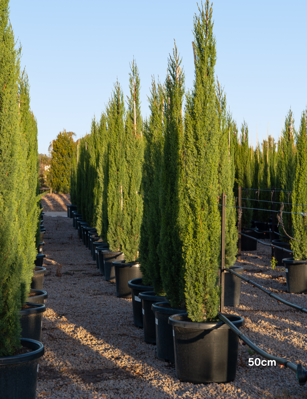 Cupressus sempervirens 'Glauca' - Pencil Pine - Evergreen Trees Direct