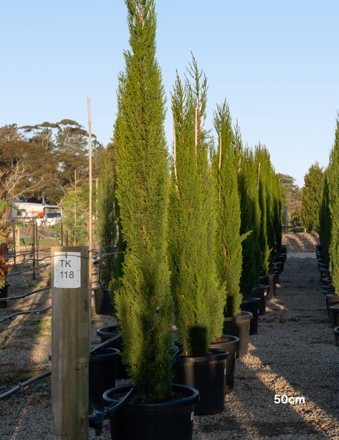 Cupressus sempervirens 'Glauca' - Pencil Pine - Evergreen Trees Direct