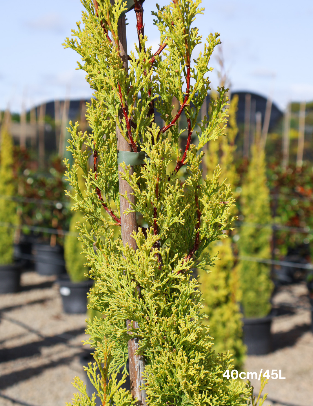 Cupressus 'Swane's Gold' - Evergreen Trees Direct