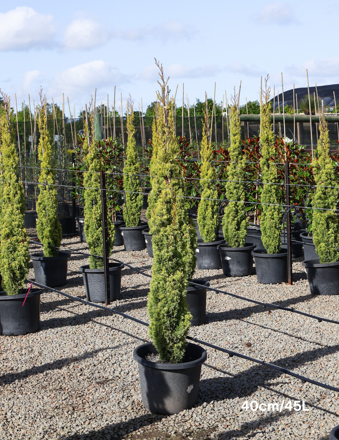 Cupressus 'Swane's Gold' - Evergreen Trees Direct