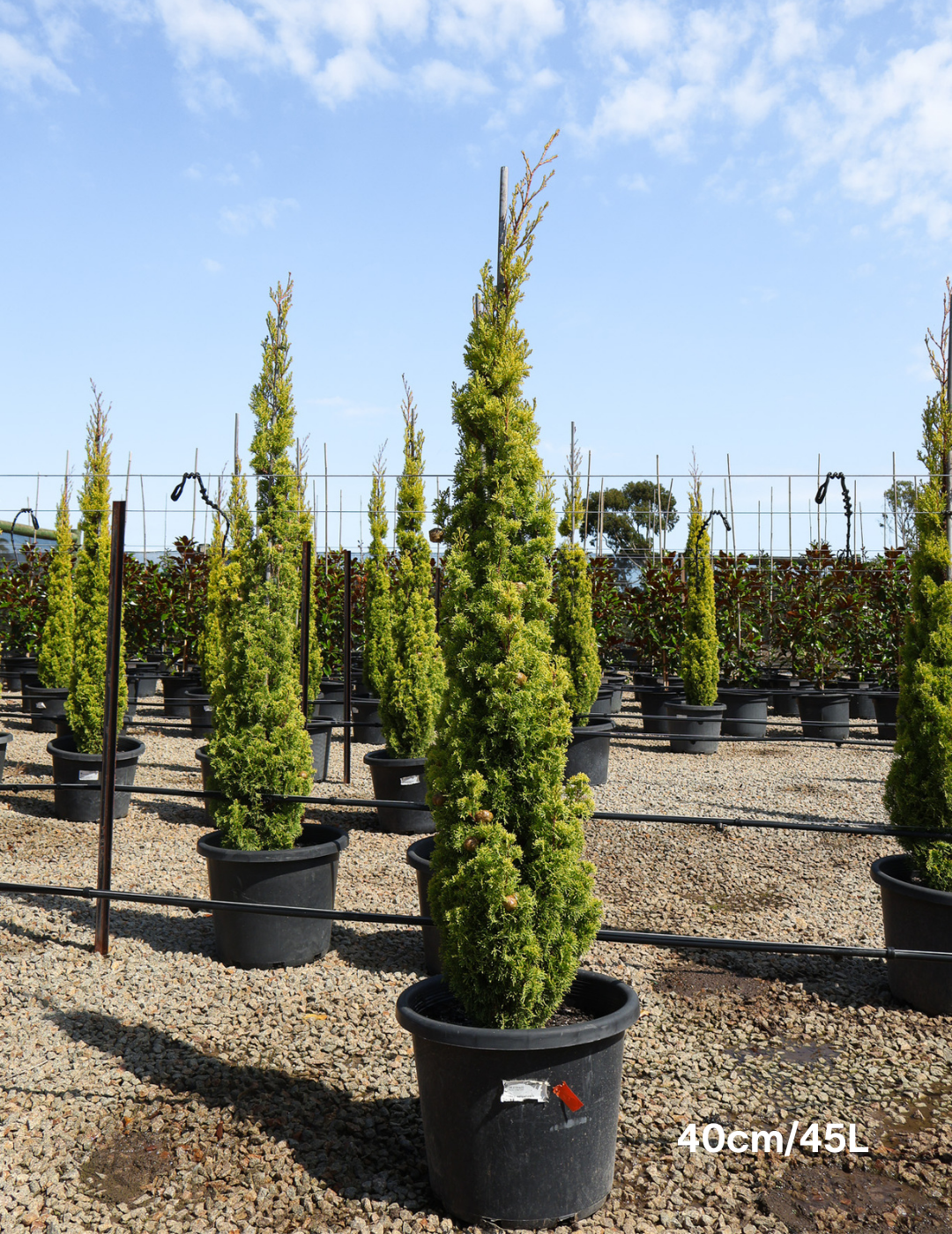 Cupressus 'Swane's Gold' - Evergreen Trees Direct