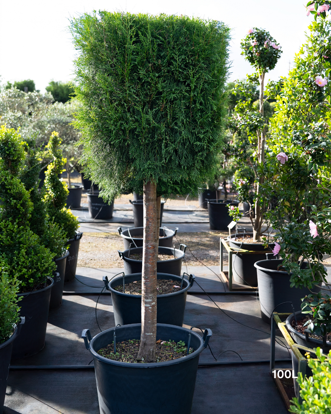 Cupressus torulosa – Bhutan Cypress