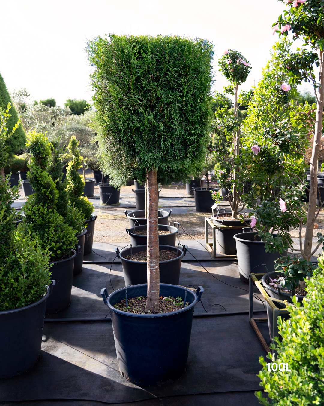 Cupressus torulosa – Bhutan Cypress