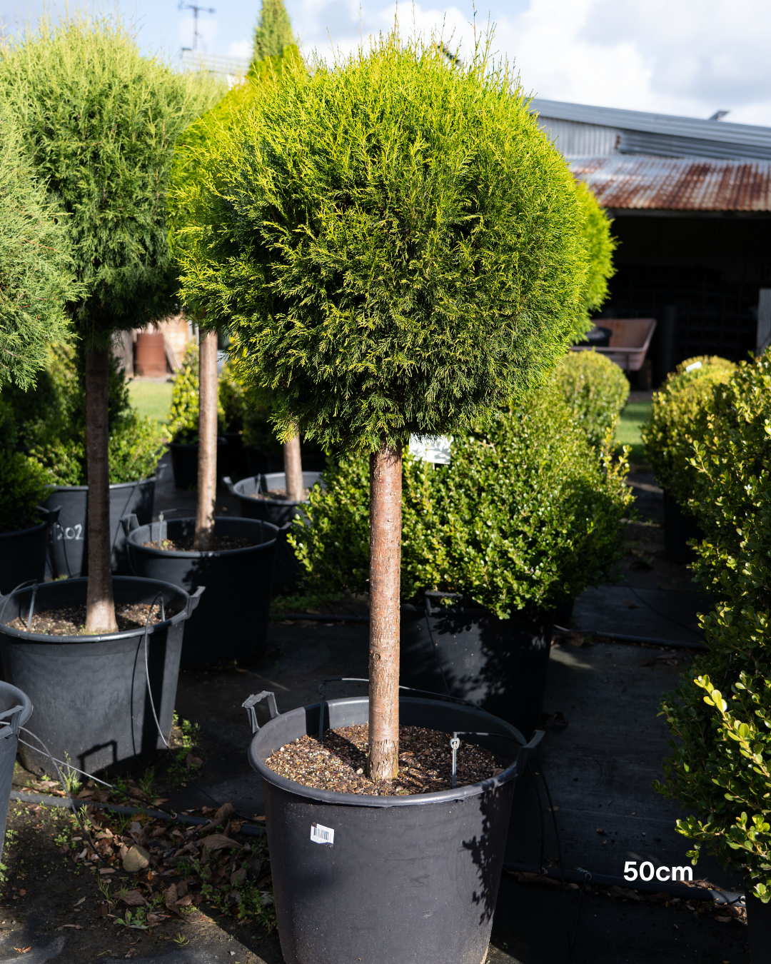 Cupressus torulosa – Bhutan Cypress