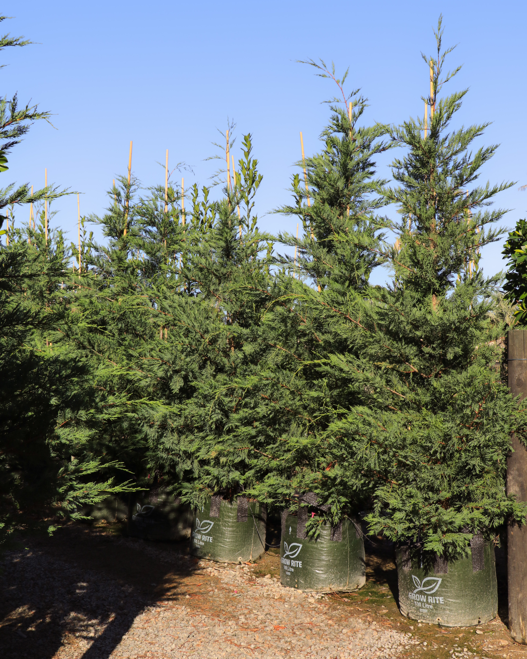 Cupressus leylandii 'Leighton Green'