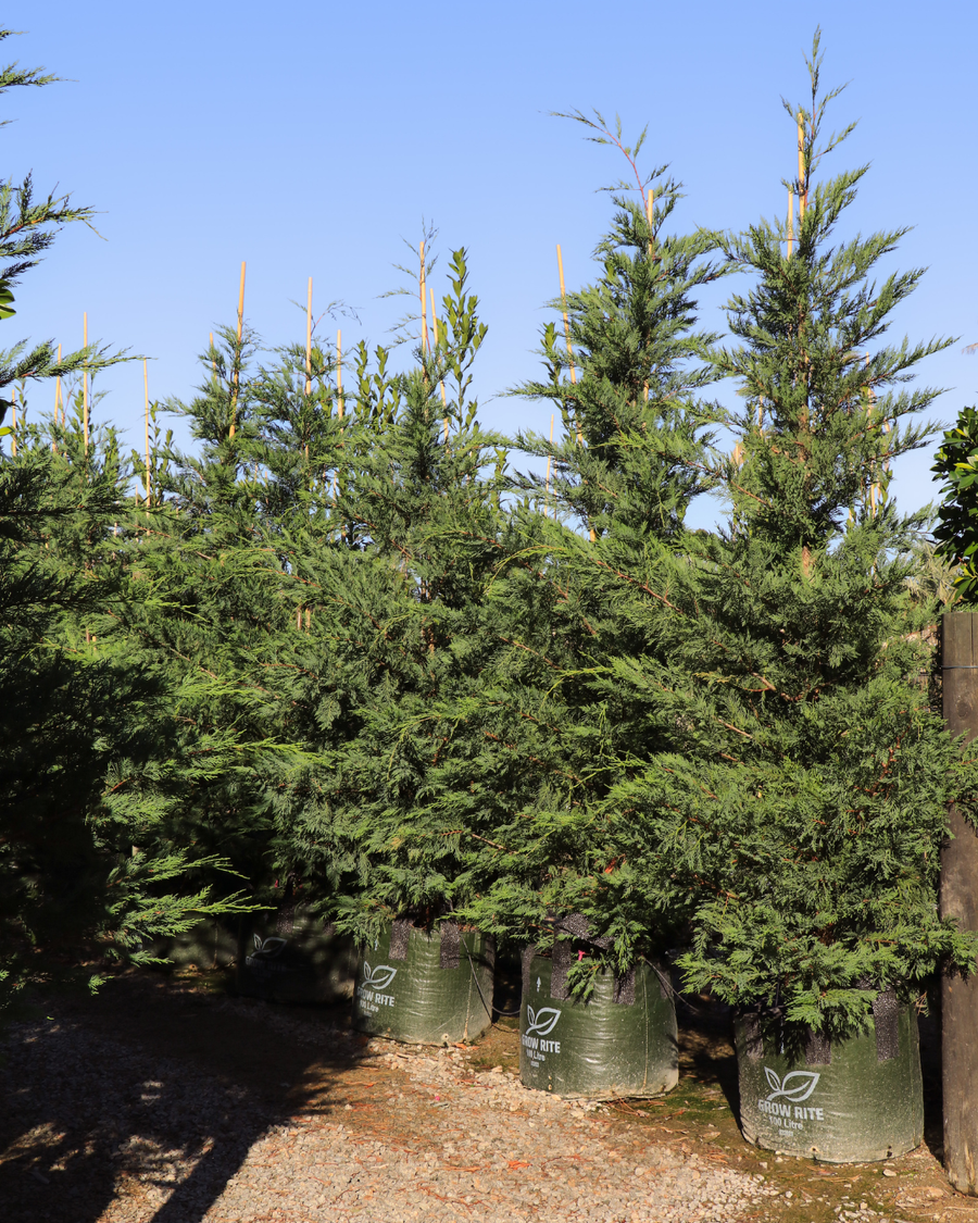 Cupressus x leylandii 'Leighton Green'