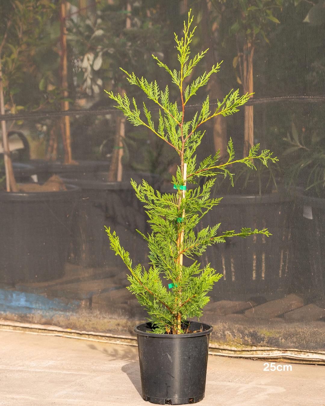 Cupressus x leylandii 'Better Green'