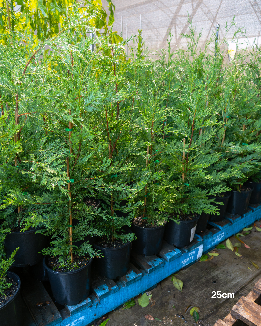 Cupressus x leylandii 'Better Green'