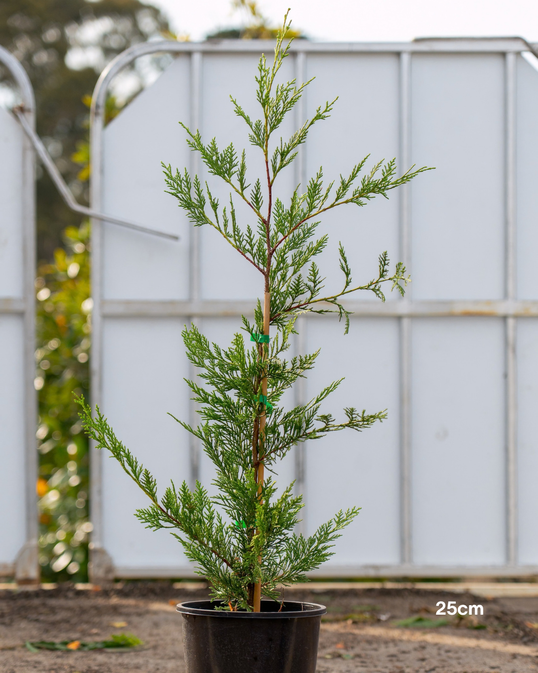 Cupressus x leylandii 'Better Green'