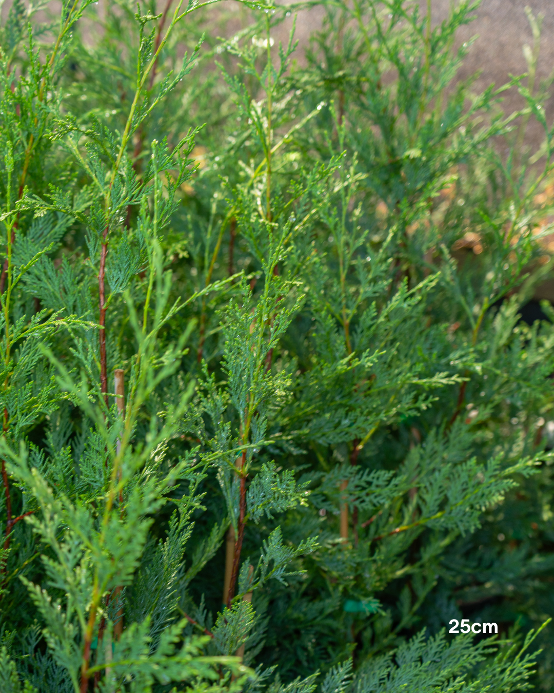Cupressus x leylandii 'Better Green'