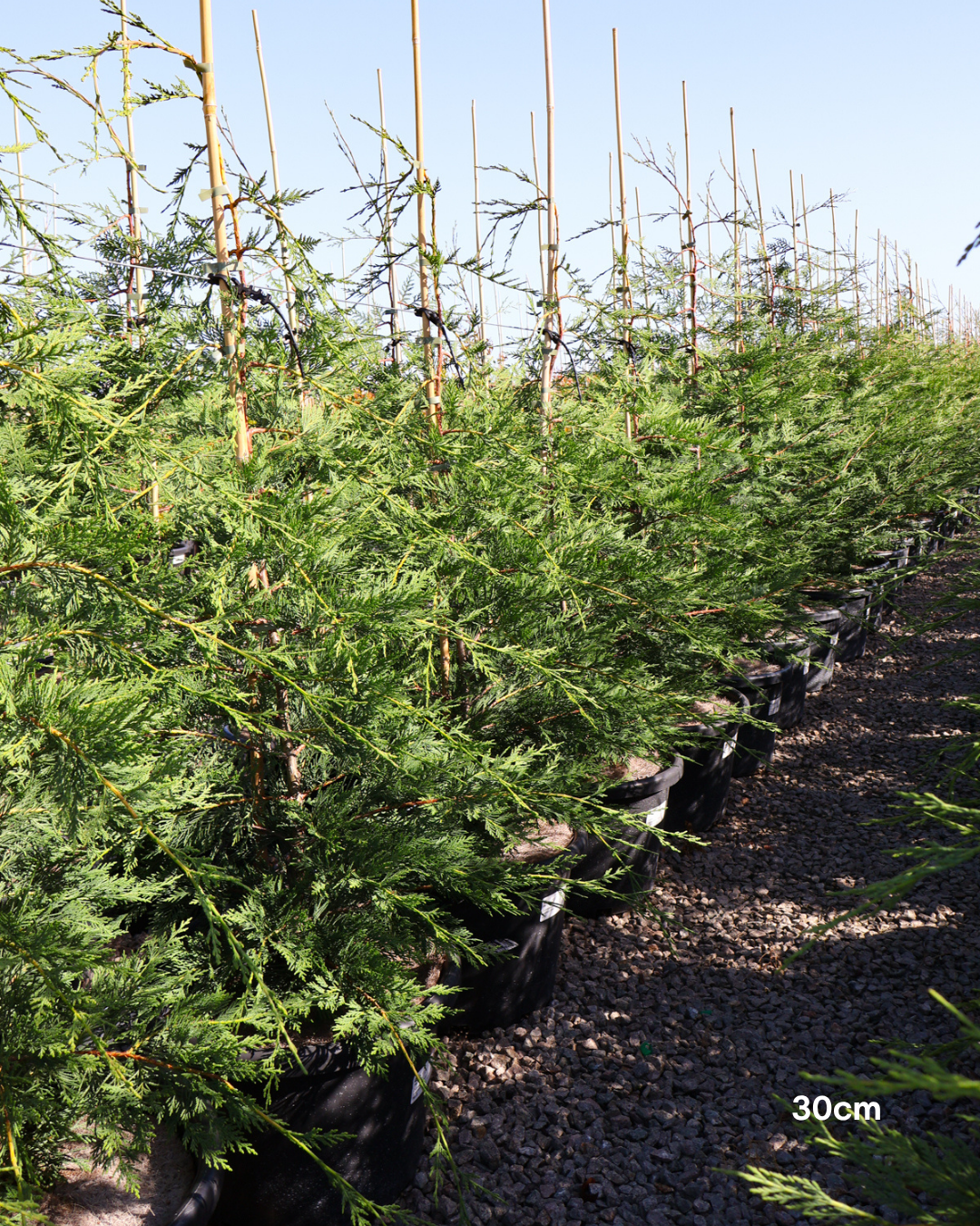 Cupressus x leylandii 'Better Green'