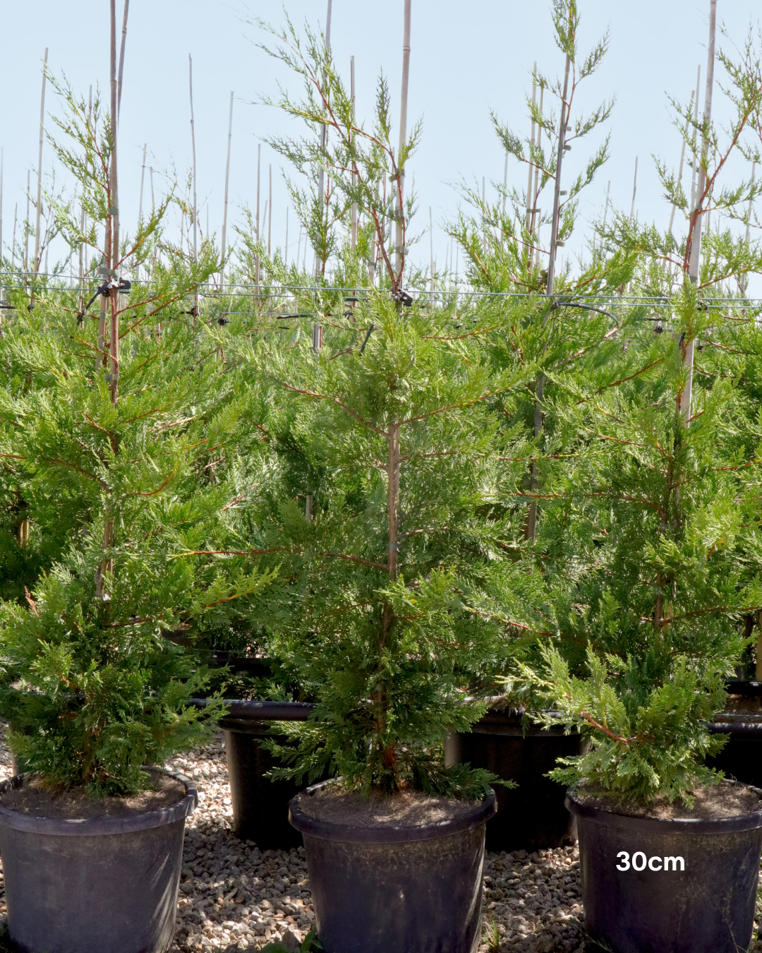 Cupressus x leylandii 'Better Green'