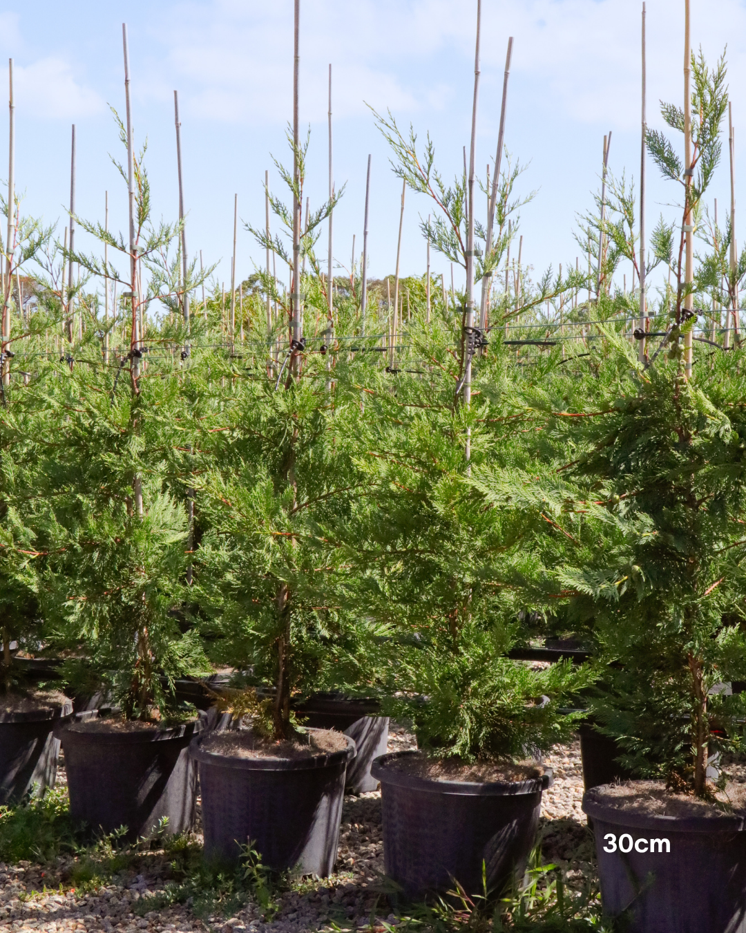 Cupressus x leylandii 'Better Green'