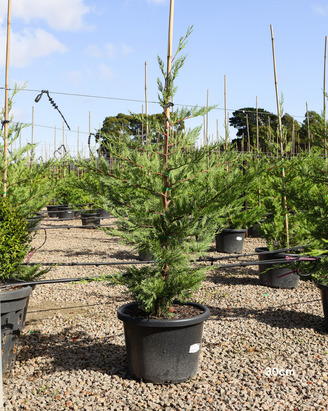 Cupressus x leylandii 'Better Green'