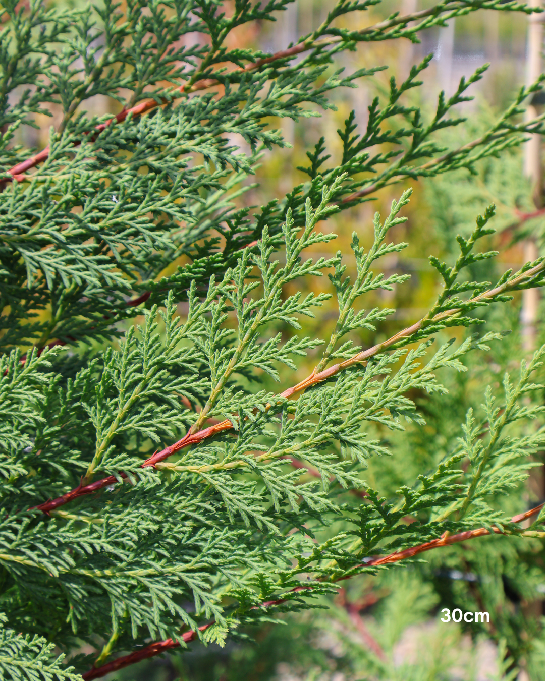 Cupressus x leylandii 'Better Green'