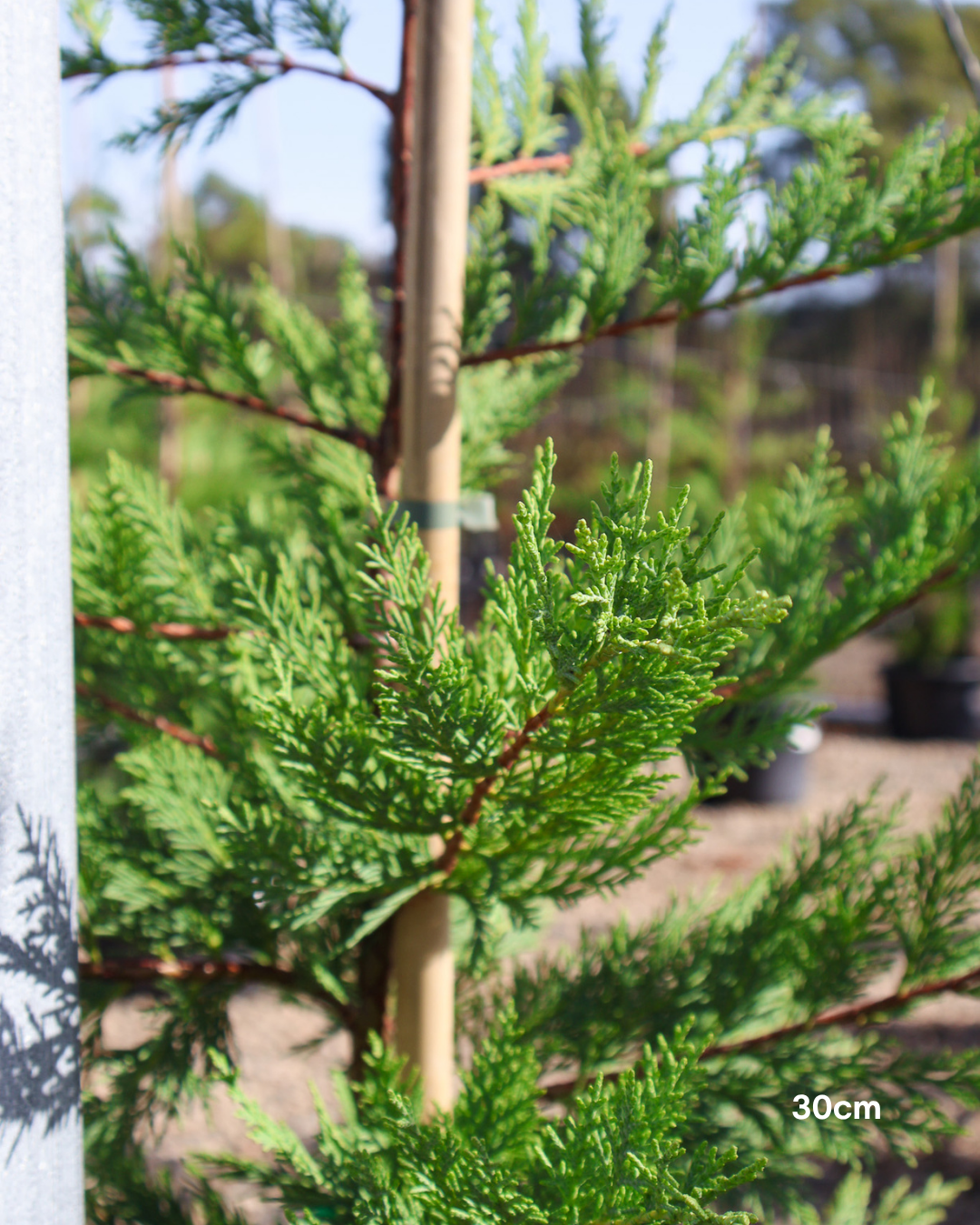 Cupressus x leylandii 'Better Green'
