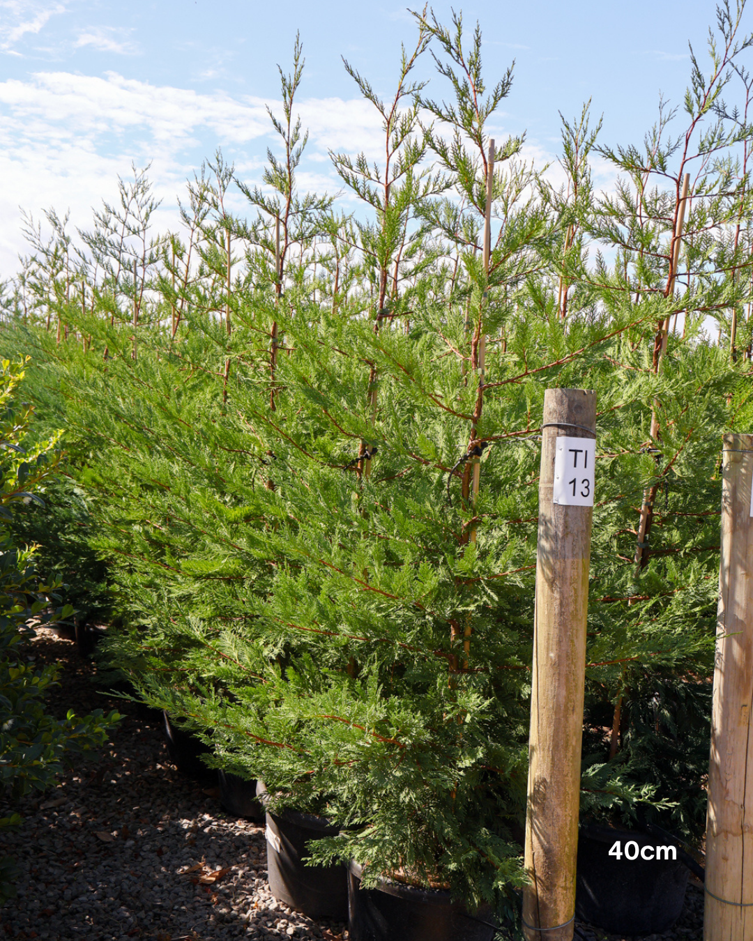 Cupressus x leylandii 'Better Green'